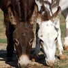 Crystal Montgomery > Donkeys photo