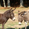 Crystal Montgomery > Donkeys photo