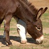 Crystal Montgomery > Donkeys photo