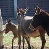 Crystal Montgomery > Donkeys photo