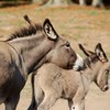 Crystal Montgomery > Donkeys photo
