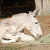 Crystal Montgomery > Donkeys photo