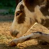 Crystal Montgomery > Donkeys photo