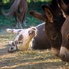 Crystal Montgomery > Donkeys photo