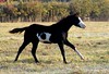 Crystal Montgomery > Horses photo