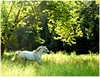 Crystal Montgomery > Connemara Pony
