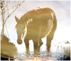 Crystal Montgomery > Reflection in the creek
