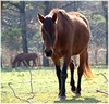 Crystal Montgomery > Rosa, a Paso Fino mare, available for adoption.