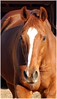 Crystal Montgomery > Rusty, a thoroughbred gelding.