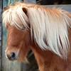 Crystal Montgomery > Tony Pony for Jesse photo