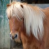 Crystal Montgomery > Tony Pony for Jesse photo