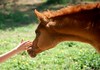 Crystal Montgomery > Spring Break Horse Camp 2008 photo