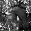 India, a Paint mare