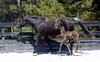 Crystal Montgomery > Spring Break Horse Camp 2008 photo