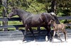 Crystal Montgomery > Spring Break Horse Camp 2008 photo
