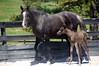 Crystal Montgomery > Spring Break Horse Camp 2008 photo