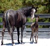 Crystal Montgomery > Spring Break Horse Camp 2008 photo