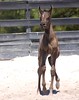 Crystal Montgomery > Spring Break Horse Camp 2008 photo