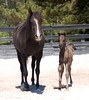 Crystal Montgomery > Spring Break Horse Camp 2008 photo