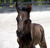 Crystal Montgomery > Spring Break Horse Camp 2008 photo