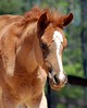 Crystal Montgomery > Spring Break Horse Camp 2008 photo