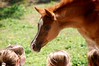 Crystal Montgomery > Field trip to Paradise Arabians