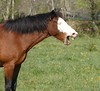 Horses : 