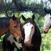 Magic, Starla, and Velvet for Carlos : 