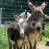 Crystal Montgomery > C & S Dream Donkeys Photo Shoot photo