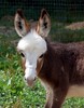 Crystal Montgomery > C & S Dream Donkeys Photo Shoot photo
