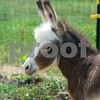 Crystal Montgomery > C & S Dream Donkeys Photo Shoot photo