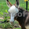 Crystal Montgomery > C & S Dream Donkeys Photo Shoot photo