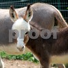 Crystal Montgomery > C & S Dream Donkeys Photo Shoot photo