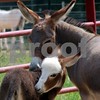 Crystal Montgomery > C & S Dream Donkeys Photo Shoot photo