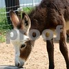 Crystal Montgomery > C & S Dream Donkeys Photo Shoot photo