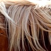 Tony Pony for Jesse : 