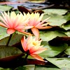 Brookgreen Gardens - Pawleys Island, SC : 